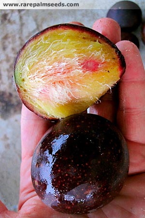 انبه (منگیفرا کوادریفیدا)